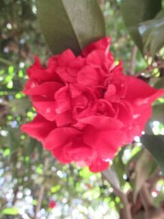 ツバキあ荒獅子-花064