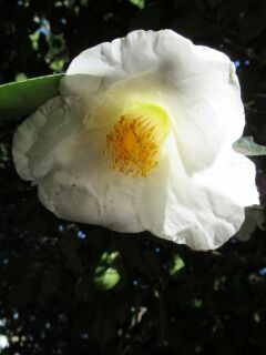 ツバキゆ百合姫-花27