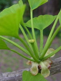 イチョウはツインの実を枝に育てる 好奇心の植物観察 イチョウはツインの実を枝に育てる 好奇心の植物観察