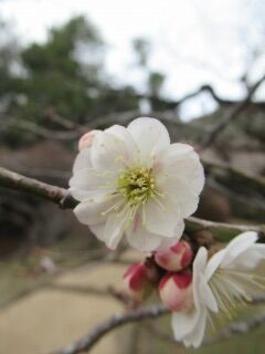 ウメお思いのまま-花017