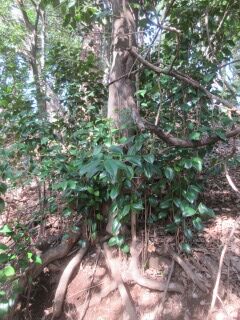 ツバキF100505a-pj01