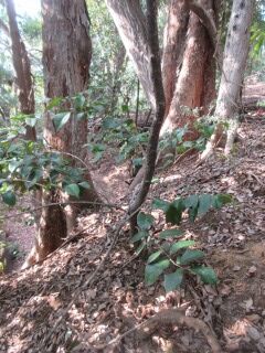 ツバキF100405e-pj01