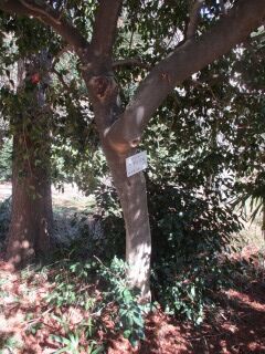 ツバキF101006-幹01