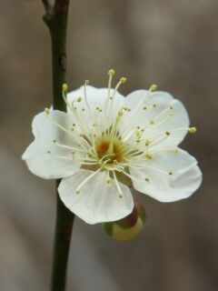 ウメた田毎の月-花004