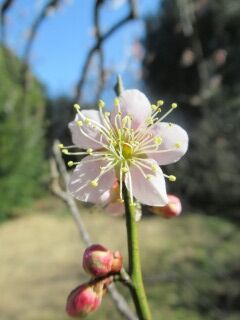ウメか通小町-花048