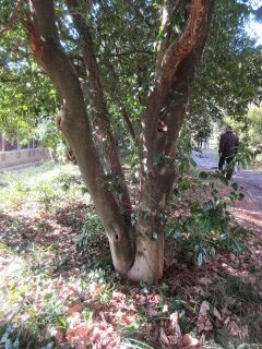 ツバキF131004a-pj01