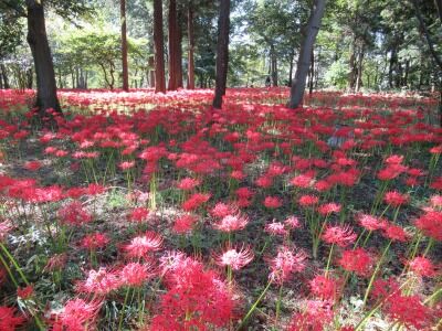 村上緑地公園　八千代市001