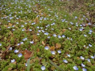 オオイヌノフグリの花と葉と枝 好奇心の植物観察 オオイヌノフグリの花と葉と枝 好奇心の植物観察