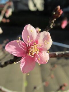 ウメひ一重寒紅02