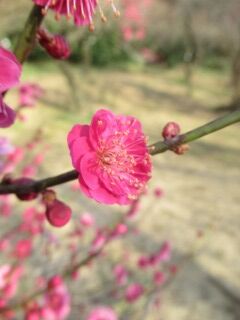 ウメご五節の舞-花158