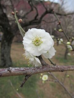 ウメた大輪緑萼-花051