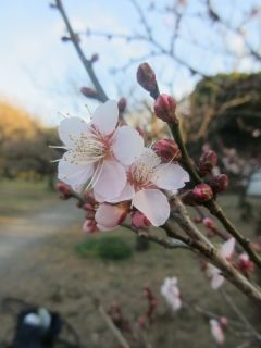 小石川植物園 梅の品種の開花日 好奇心の植物観察