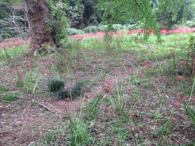 ヒガンバナ-花期混在026