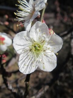 ウメし白加賀-花63