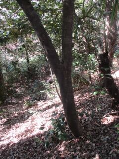 ツバキF100306a-幹01