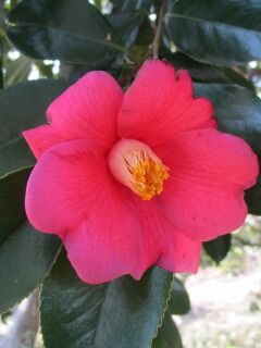 ツバキF160301b-14