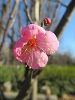 ウメみ道知辺01