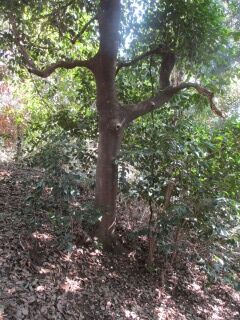 ツバキF100307-幹02