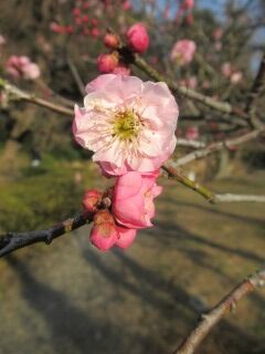 ウメこ古郷の錦-花155