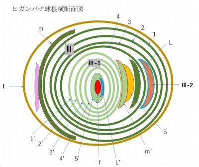 ヒガンバナ球根横断面図