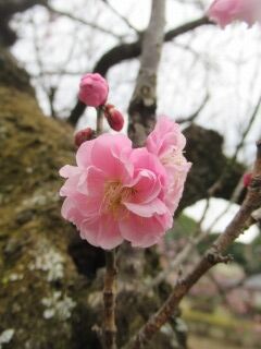 ウメや八房-花029