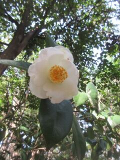 ツバキF100505a-01