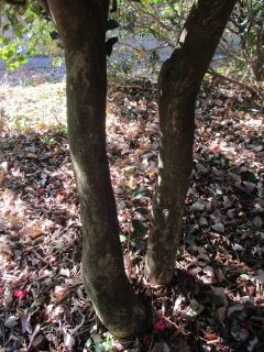 ツバキG070110-幹01