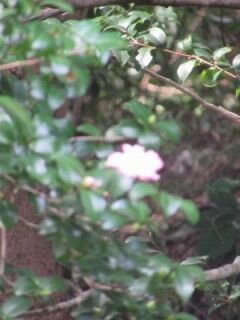 サザンカE141008b-花12