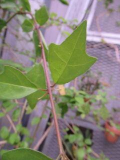 キバナヨウラクカズラ-異形葉024