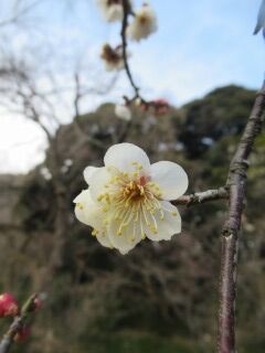 ウメは白鷹-花87