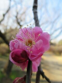 ウメか寒紅梅-花129