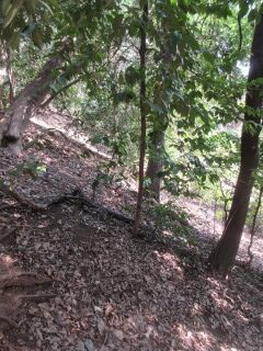 ツバキF100507-pj01