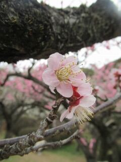 ウメは花香実-花012