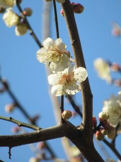 ウメた田毎の月-花26
