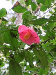 ツバキF100403a-01