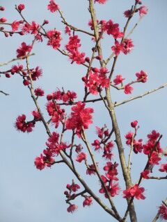 ウメひ緋梅-花063