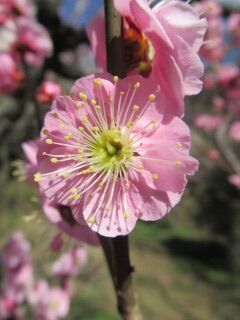 ウメや八重松島-花059