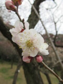 ウメう鶯隠-花033