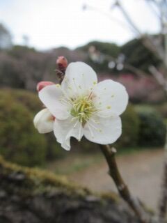 ウメぎ玉英-花088