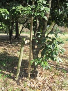 ツバキG080103-pj01