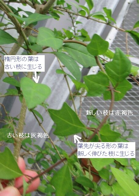 キバナヨウラクカズラ-異形葉027s