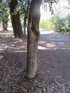 ツバキF140809-幹01