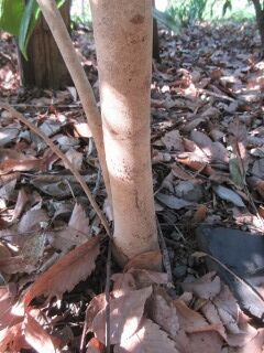 ツバキF140806b-pj02