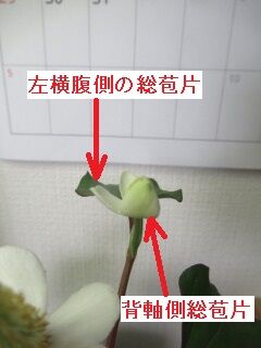 ドクダミ総苞片　光反応001