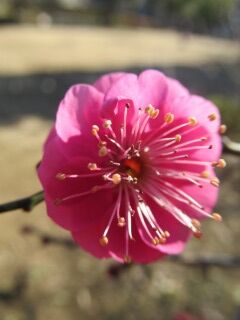 ウメひ緋の司05