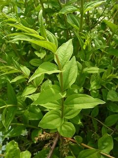 十字対生が横を向くと 好奇心の植物観察
