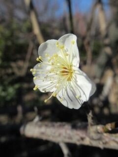 ウメと飛梅白01