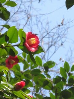 ツバキF100405a-03