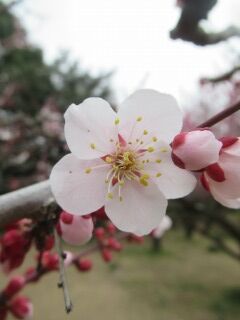 ウメぶ豊後-花069