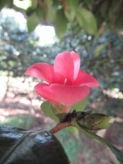 ツバキこ胡蝶侘助-花061